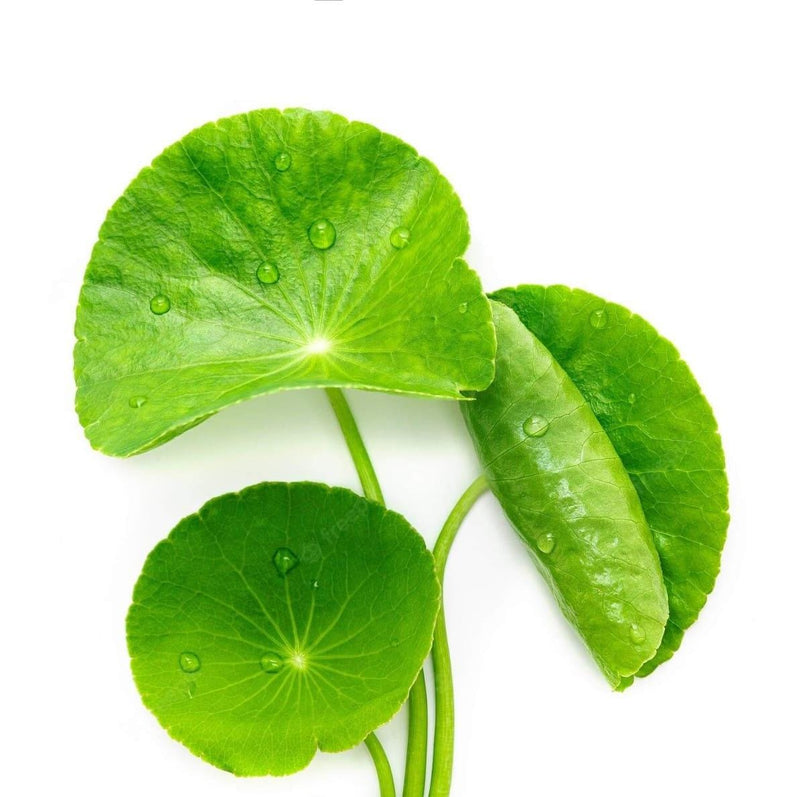 CENTELLA ASIATICA EXTRACT